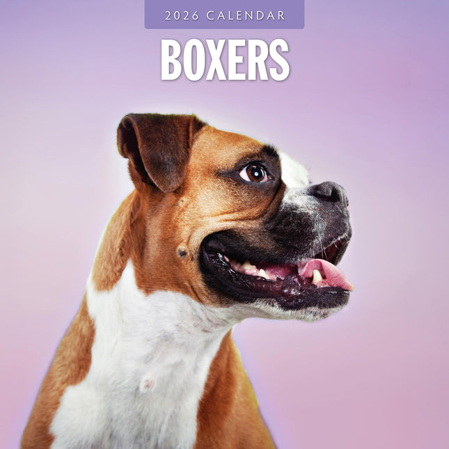 Boxers 2026 Premium Square Wall Calendar