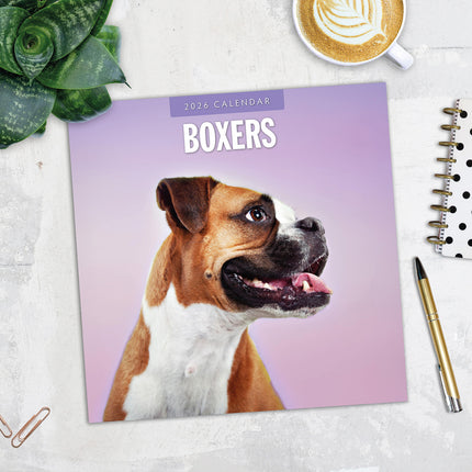 Boxers 2026 Premium Square Wall Calendar