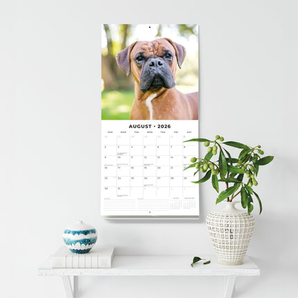 Boxers 2026 Premium Square Wall Calendar