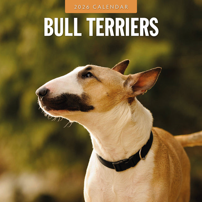 Bull Terriers 2026 Premium Square Wall Calendar