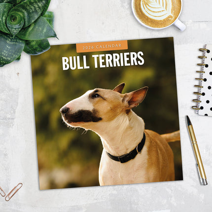 Bull Terriers 2026 Premium Square Wall Calendar