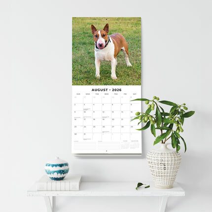 Bull Terriers 2026 Premium Square Wall Calendar