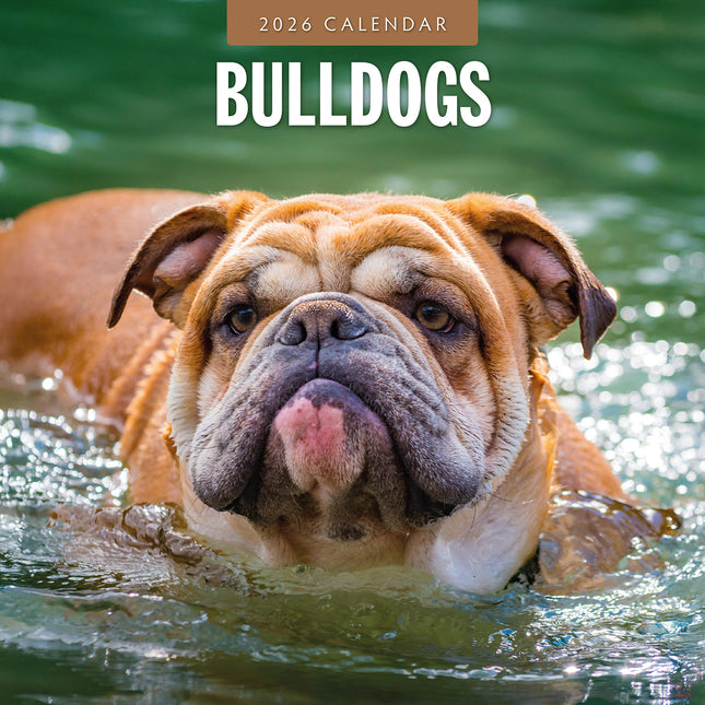 Bulldogs 2026 Premium Square Wall Calendar