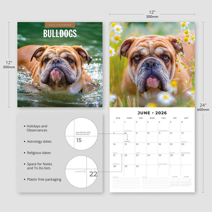 Bulldogs 2026 Premium Square Wall Calendar