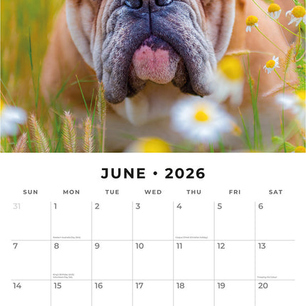 Bulldogs 2026 Premium Square Wall Calendar