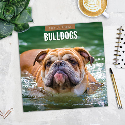 Bulldogs 2026 Premium Square Wall Calendar