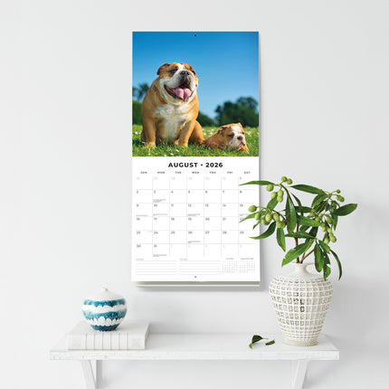 Bulldogs 2026 Premium Square Wall Calendar