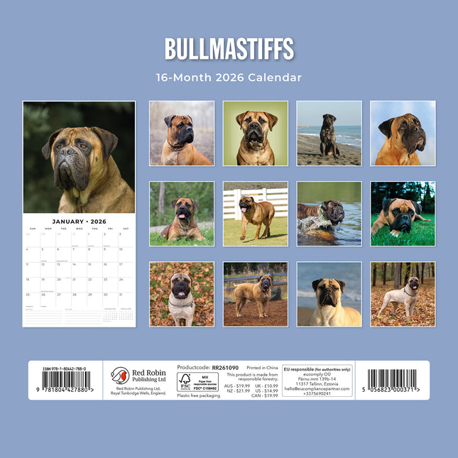Bullmastiffs 2026 Premium Square Wall Calendar
