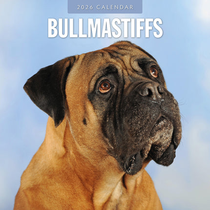 Bullmastiffs 2026 Premium Square Wall Calendar