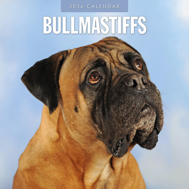 Bullmastiffs 2026 Premium Square Wall Calendar