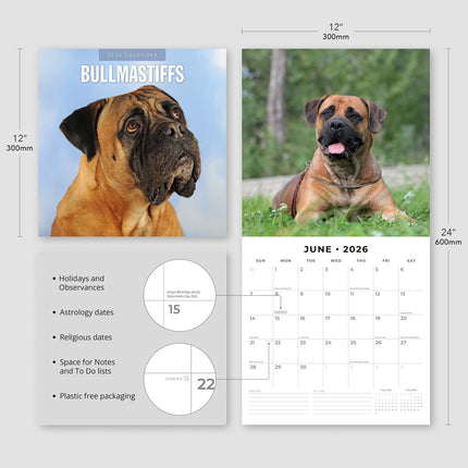 Bullmastiffs 2026 Premium Square Wall Calendar
