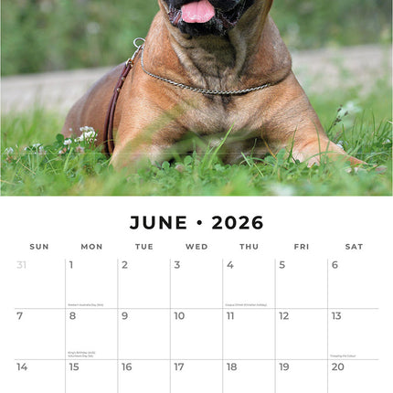 Bullmastiffs 2026 Premium Square Wall Calendar