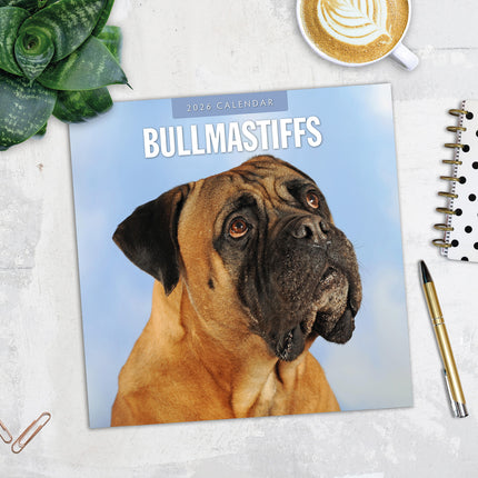 Bullmastiffs 2026 Premium Square Wall Calendar