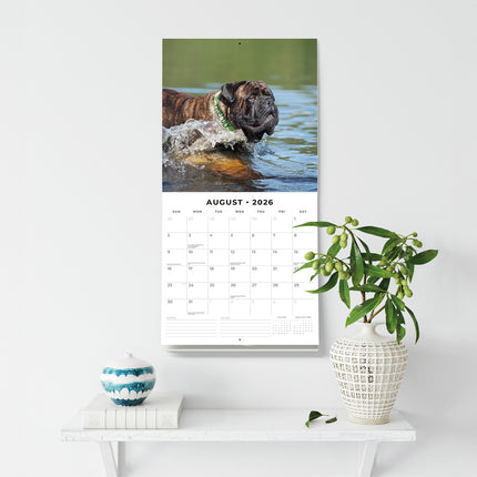 Bullmastiffs 2026 Premium Square Wall Calendar