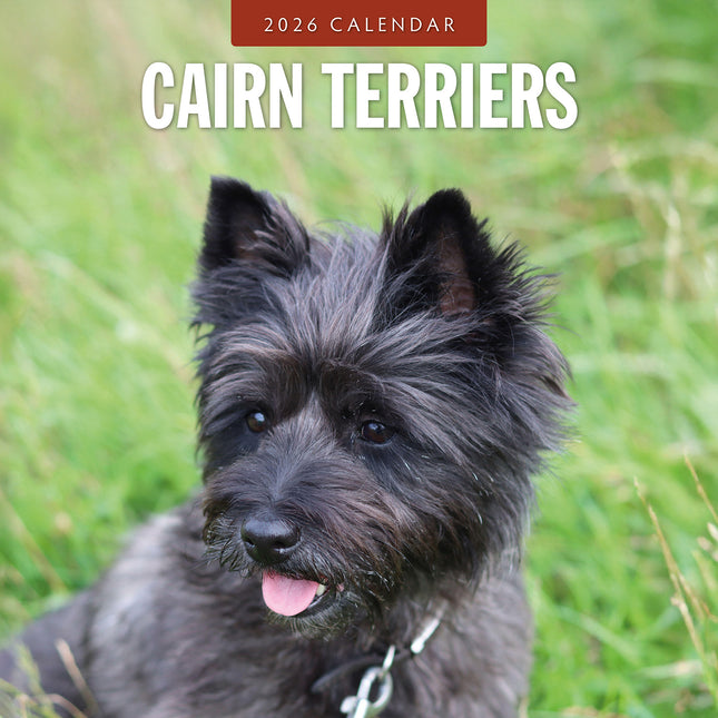 Cairn Terriers 2026 Premium Square Wall Calendar