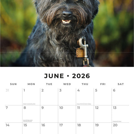 Cairn Terriers 2026 Premium Square Wall Calendar