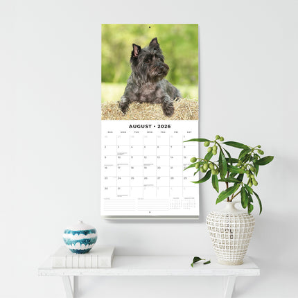 Cairn Terriers 2026 Premium Square Wall Calendar