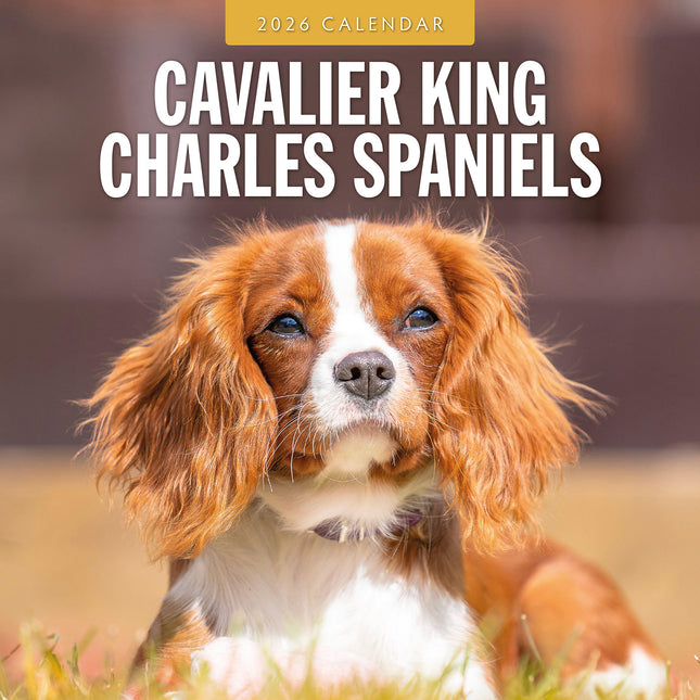 Cavalier King Charles Spaniels 2026 Premium Square Wall Calendar