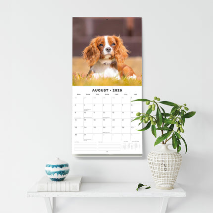 Cavalier King Charles Spaniels 2026 Premium Square Wall Calendar