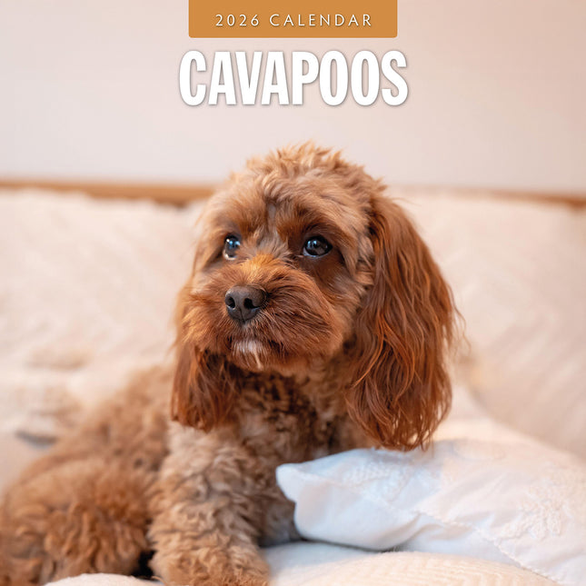 Cavapoos 2026 Premium Square Wall Calendar