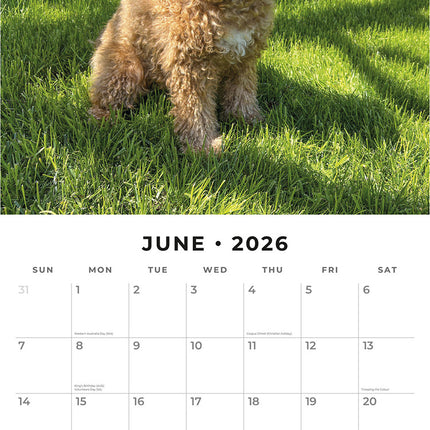 Cavapoos 2026 Premium Square Wall Calendar