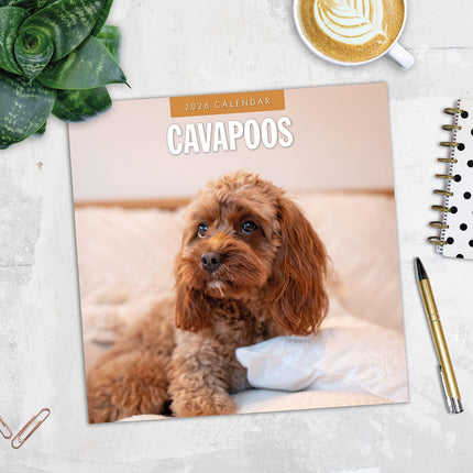 Cavapoos 2026 Premium Square Wall Calendar