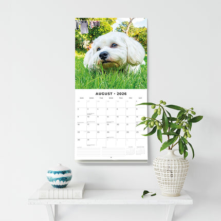 Cavapoos 2026 Premium Square Wall Calendar