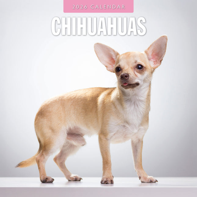 Chihuahuas 2026 Premium Square Wall Calendar