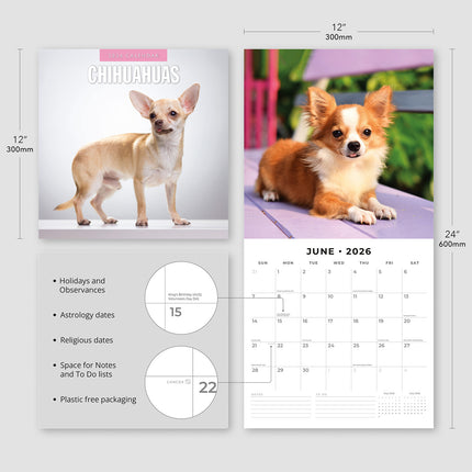 Chihuahuas 2026 Premium Square Wall Calendar