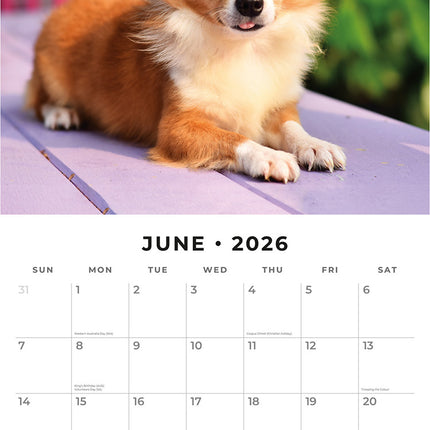 Chihuahuas 2026 Premium Square Wall Calendar