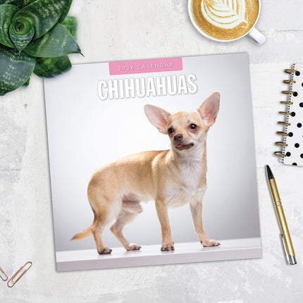 Chihuahuas 2026 Premium Square Wall Calendar