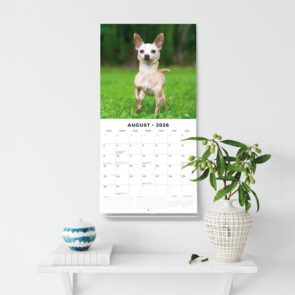 Chihuahuas 2026 Premium Square Wall Calendar