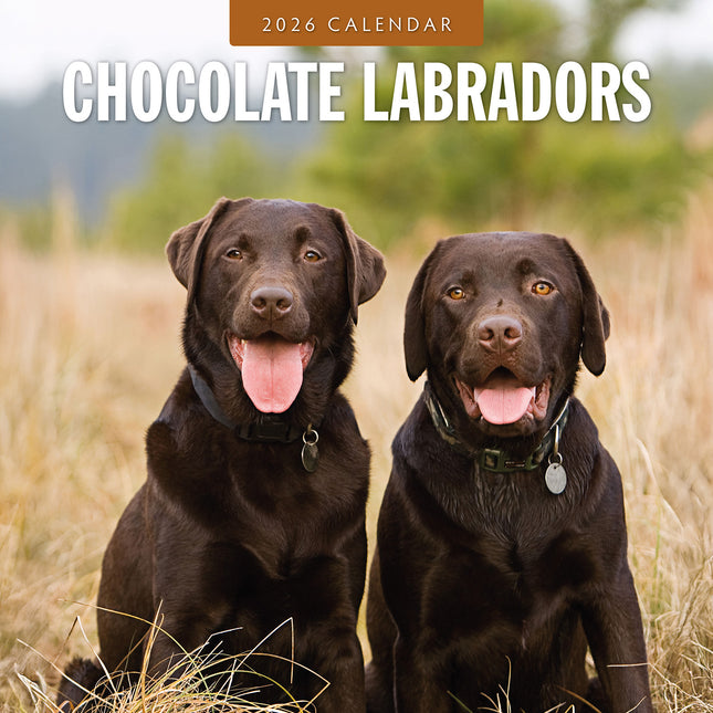 Chocolate Labradors 2026 Premium Square Wall Calendar