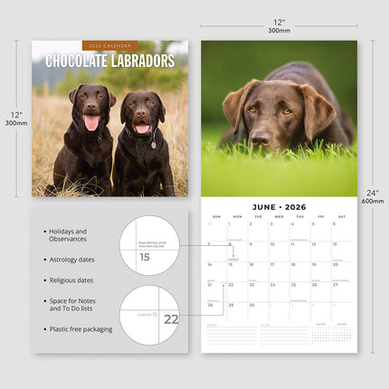 Chocolate Labradors 2026 Premium Square Wall Calendar