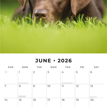 Chocolate Labradors 2026 Premium Square Wall Calendar
