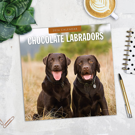 Chocolate Labradors 2026 Premium Square Wall Calendar
