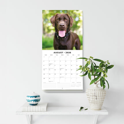 Chocolate Labradors 2026 Premium Square Wall Calendar