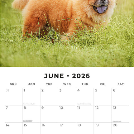 Chow Chows 2026 Premium Square Wall Calendar