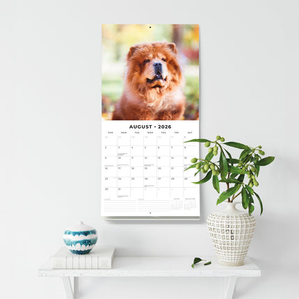 Chow Chows 2026 Premium Square Wall Calendar