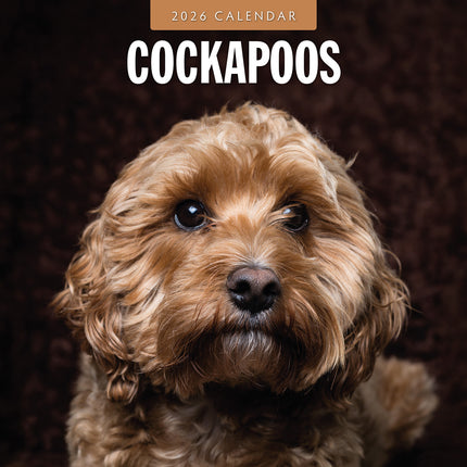 Cockapoos 2026 Premium Square Wall Calendar