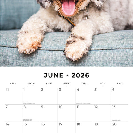 Cockapoos 2026 Premium Square Wall Calendar