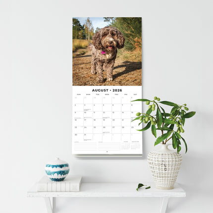 Cockapoos 2026 Premium Square Wall Calendar