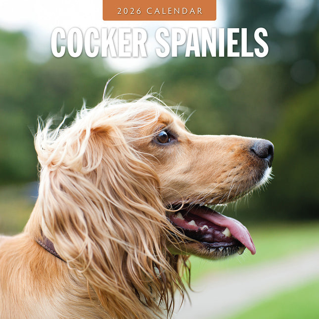 Cocker Spaniels 2026 Premium Square Wall Calendar