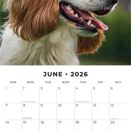 Cocker Spaniels 2026 Premium Square Wall Calendar