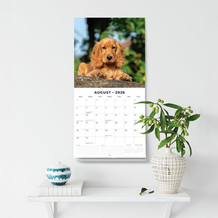 Cocker Spaniels 2026 Premium Square Wall Calendar