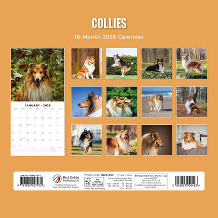 Collies 2026 Premium Square Wall Calendar