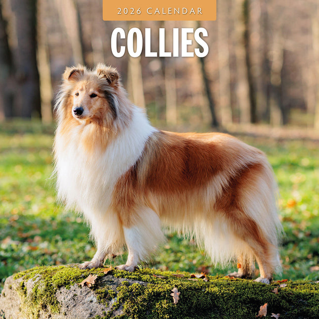 Collies 2026 Premium Square Wall Calendar