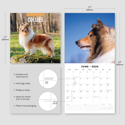 Collies 2026 Premium Square Wall Calendar