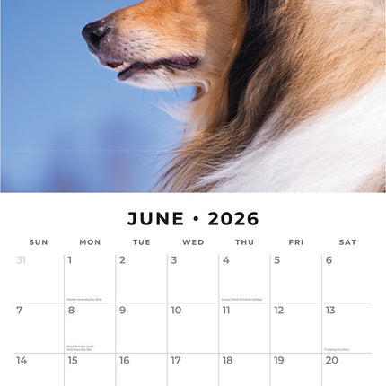 Collies 2026 Premium Square Wall Calendar