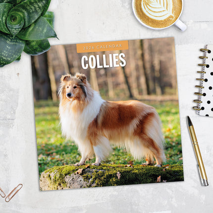 Collies 2026 Premium Square Wall Calendar